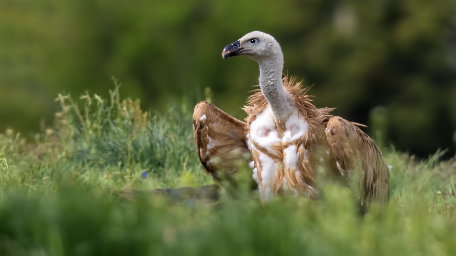 Eurasian Griffon